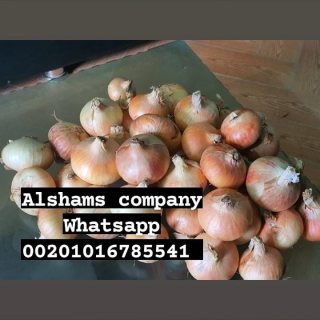 fresh onions with high quality