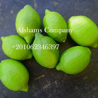 الليمون الطازج 4