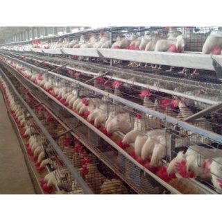 Good Price Automatic Poultry Equipment Layer Chicken Battery Cage for Sale