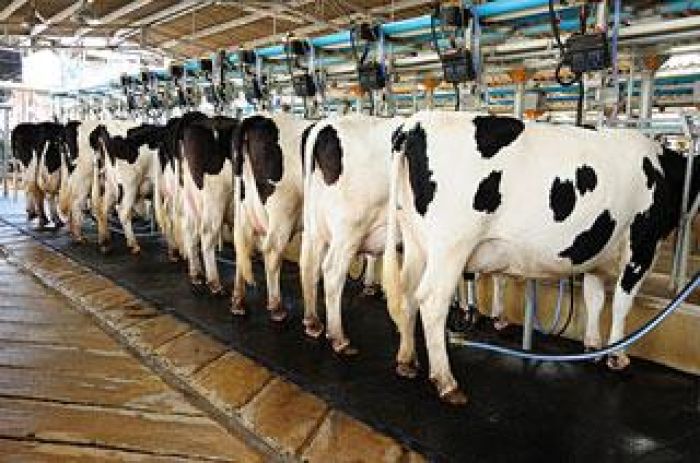 مشروع تربية المواشي وإنتاج الحليب في تركيا