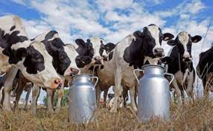  فرصة استثمارية في مشروع تربية المواشي وإنتاج الحليب في تركيا 4