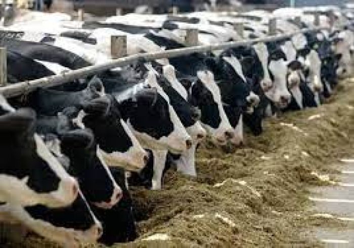 مطلوب ممول لمشروع تربية المواشي وإنتاج الحليب في تركيا 5