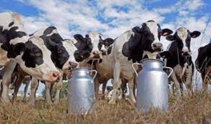 مطلوب شريك في مشروع تربية المواشي وإنتاج الحليب بأجهزة حديثة وكفاءات عالية 2