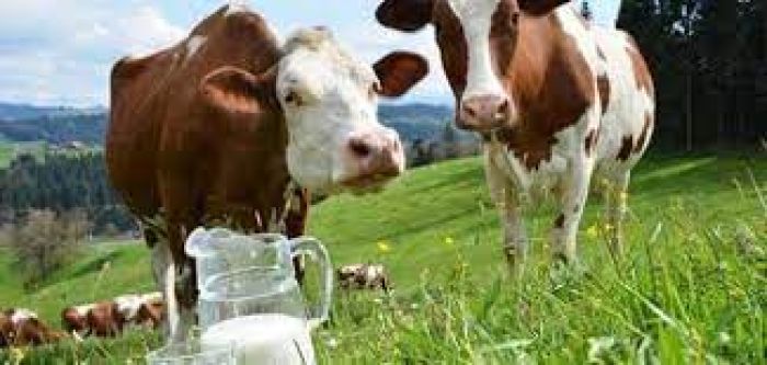 مطلوب ممول لمشروع تربية المواشي وإنتاج الحليب بأجهزة حديثة وكفاءة عالية