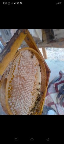 هنگڤین گولستان 6