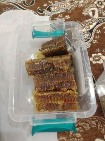 هنگڤین گولستان 7