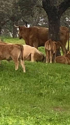 استثمارات مزارع بشتى انواعها للبيع في اسبانيا 4