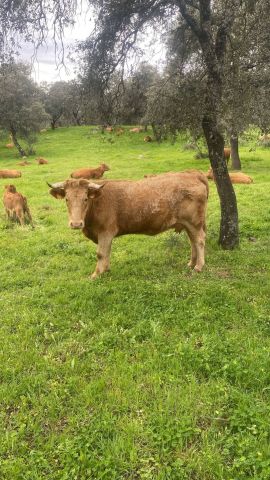 استثمارات مزارع بشتى انواعها للبيع في اسبانيا 5