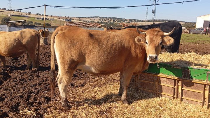 استثمارات مزارع بشتى انواعها للبيع في اسبانيا 6