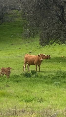 استثمارات مزارع بشتى انواعها للبيع في اسبانيا 8