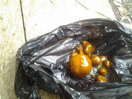  High quality Cow/Ox gallstones for sale
