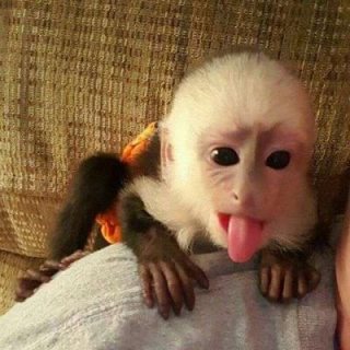 Cute male and female Capuchin Monkeys For sale