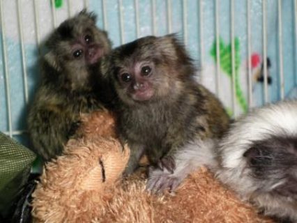 Adorable Marmoset  Monkeys For sale 1