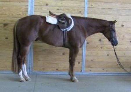 AMAZING AND ENERGETIC FRIESIANT HORSE FOR SALE.