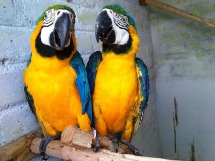 parrots male and female Available for sale