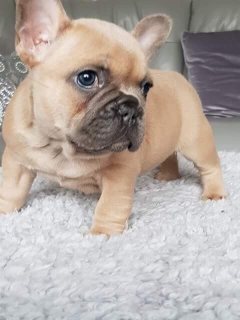 French bulldog Puppies for sale