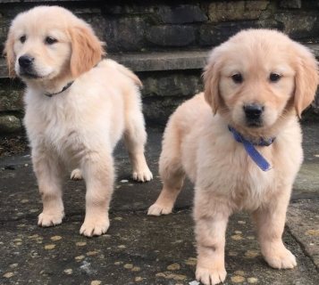 F1 generation golden retriever Puppies For Sale