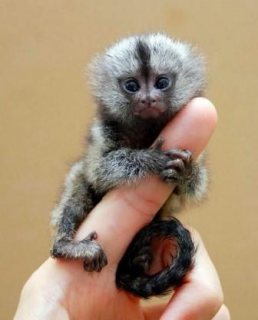 Marmoset monkeys babies ready for sale