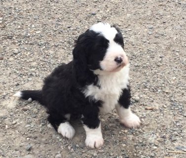 Benardoodle Puppies male and female ready for Sale 1