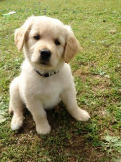 Golden Retriever Puppies ready for Sale 1