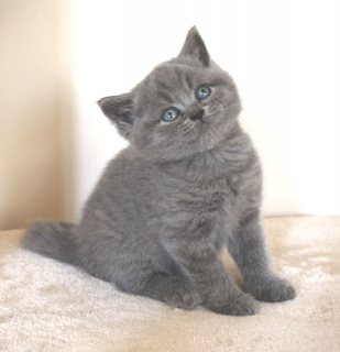 Male and female British Shorthair Kittens For Sale