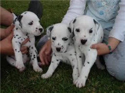 Cute Dalmatian Puppies Available for sale  1