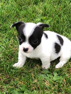 Jack Russell Terrier Puppies for Sale 