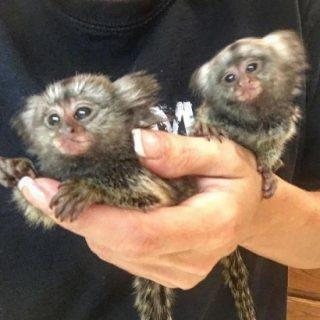 Adorable Marmoset Monkeys For Rehoming