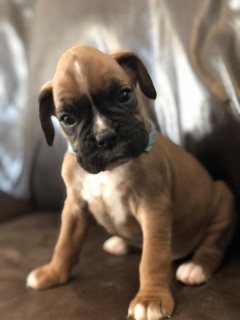  Lovely Boxer puppies for sale  1