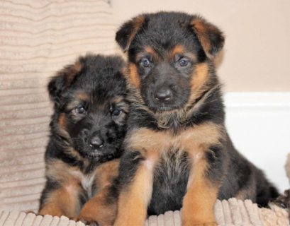  Affordable German Shepherd puppies for sale 