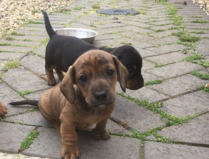  Cute Dachshund puppies available for sale 