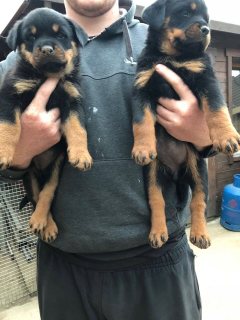  Lovely Rottweiler Puppies for sale 
