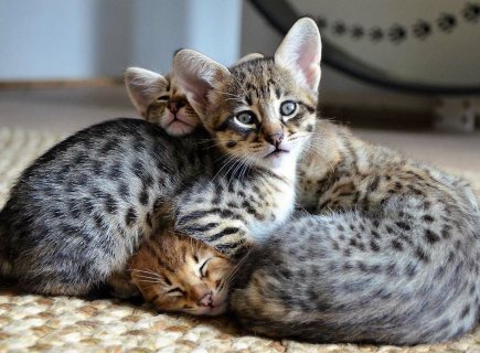  Savannah Kittens for sale