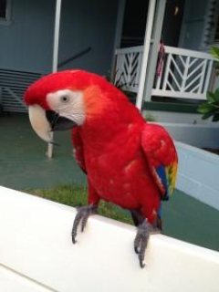 Lovely males and females Scarlet Macaw parrots with Cage  1