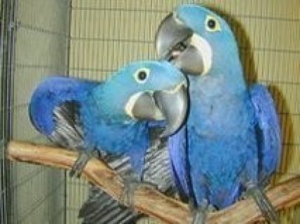 sweet males and females Hyacinth Macaw Parrots ready