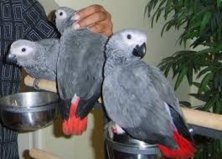 Nice looking males and females African Grey Parrots Available 1