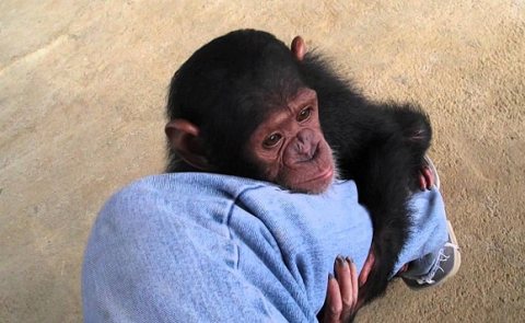 جميل وجميل طفل الشمبانزي